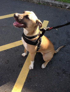 Dog Rescue Bournemouth Dorset Dog Rescue Bournemouth Dorset