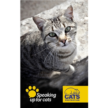 Cats Protection gallery