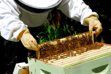 Beekeeping