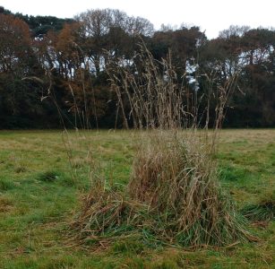 Overgrown grass