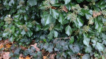 Base of hedge