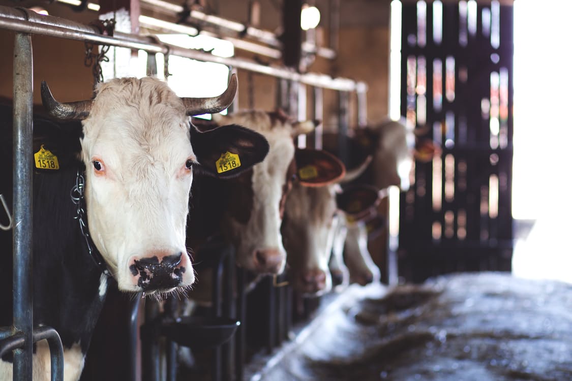 cows on non vegan farm