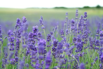 Lavender.