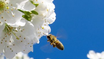 Bee and flower