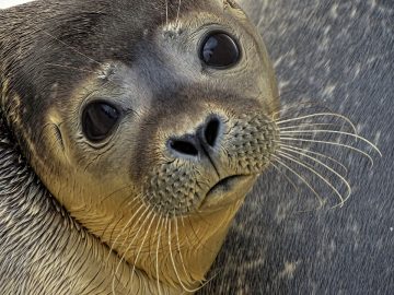 A picture of a seal looking sad