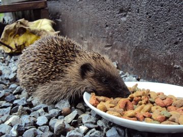 Hedgehog eating dry food