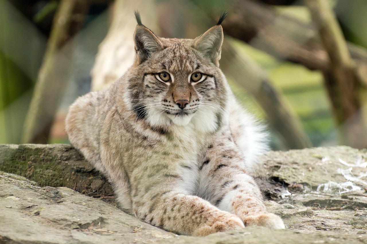 lynx in woodland