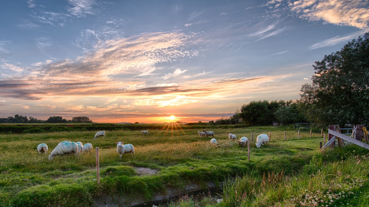 sheep grazing in field