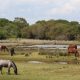 New Forest ponies.