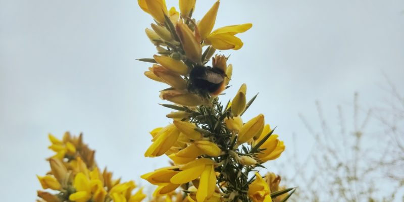 A bumblebee feeding on a yellow flower.