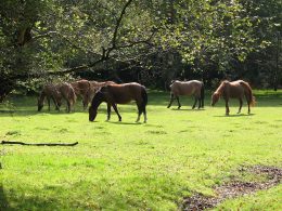 Photo of New Forest Ponies grazing