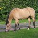 Image of a New Forest Pony