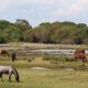 Photo of New Forest Ponies free grazing.