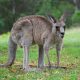 Photo of a kangaroo