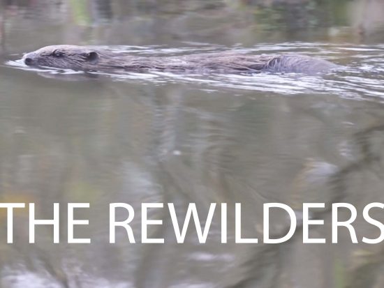 a beaver swimming in a british river with the title the rewilders