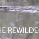 a beaver swimming in a british river with the title the rewilders