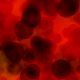 Photo of blood cells