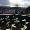 Phil's allotment with plymouth view