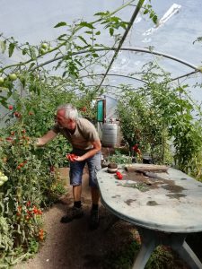 Phil in his tomato garden
