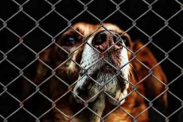 A sad dog looking up through the cold metal bars of its cage