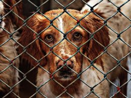 A dog behind a cage wire door at a shelter.