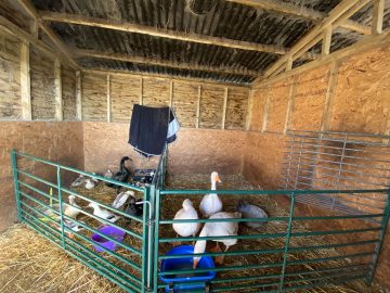 Stable with ducks and geese