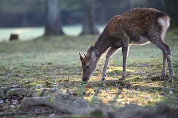 Picture of a deer