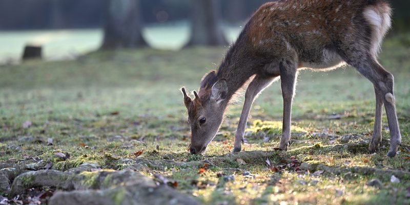 Picture of a deer