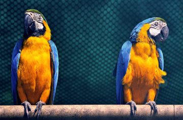 Two Macaw Parrots