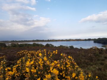 Little Sea, Studland