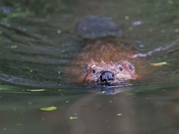 Beaver Swimming