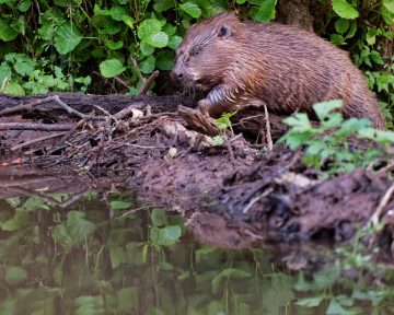 Beaver Building a Dam