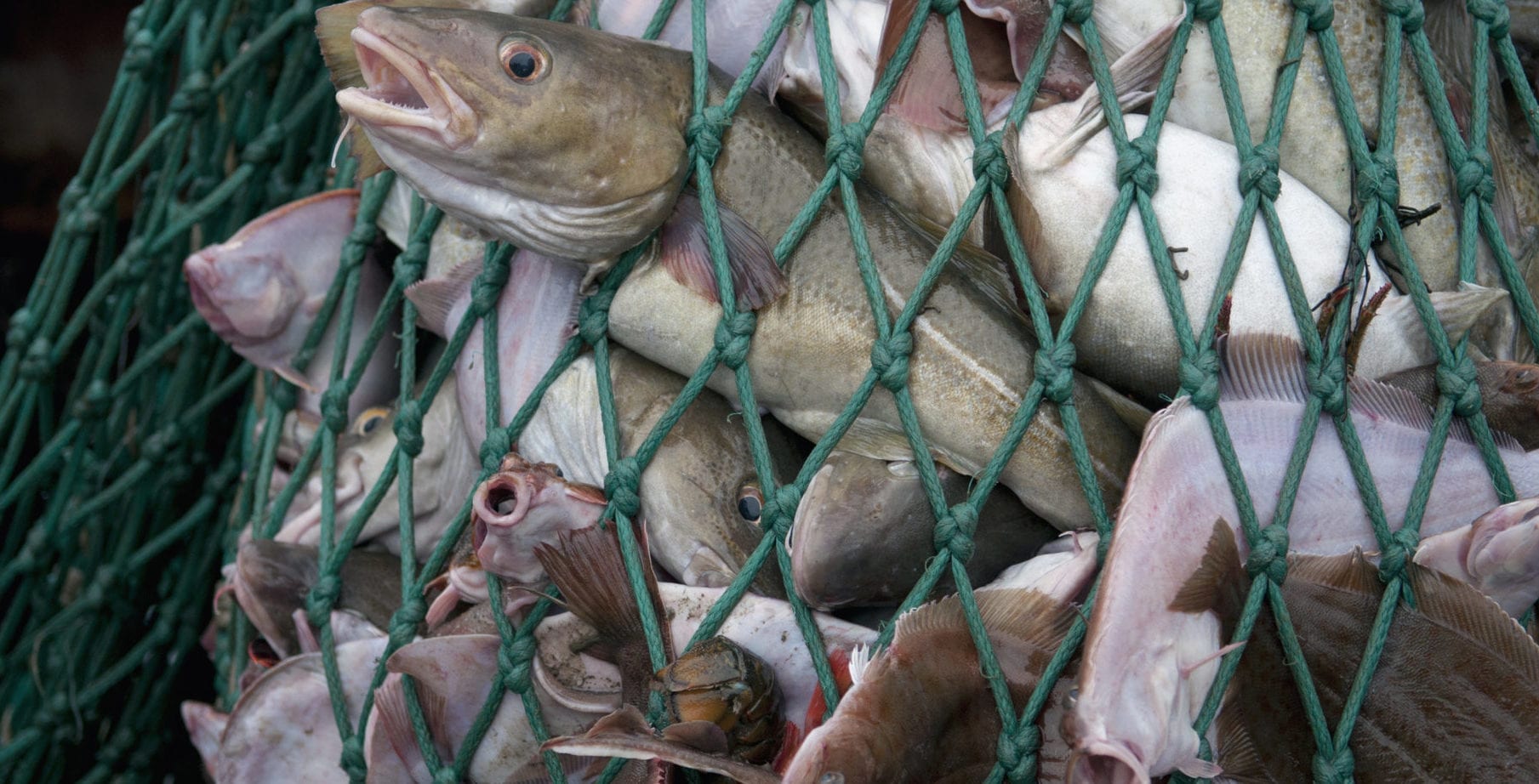 Overfishing and its negative impact on the marine ecosystem