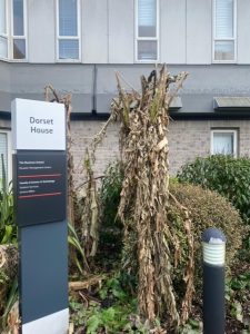 Banana Plant at Dorset House shrivelled up because of frost