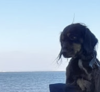 Spaniel on sky background