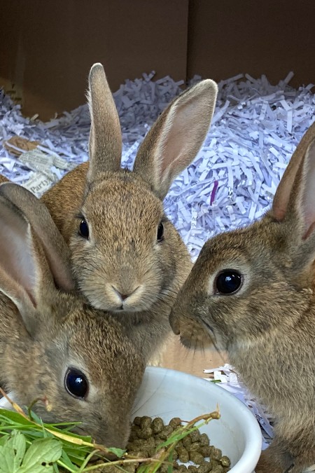 Poppy, Primrose and Pumpkin (Image: Margaret Green Animal Rescue)