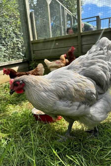 Izzy and Girls (Image: Margaret Green Animal Rescue)