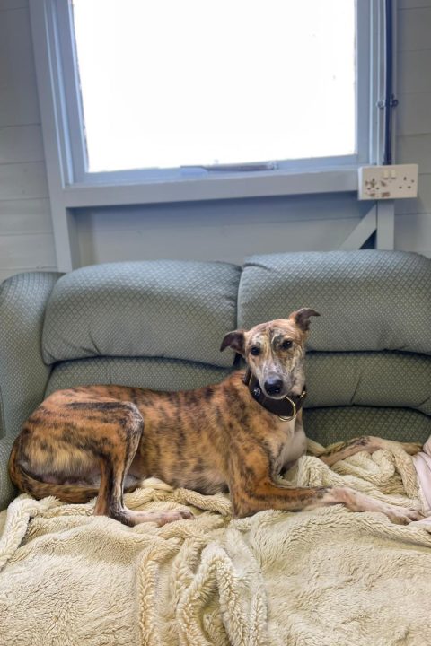 Rufus (Image: Margaret Green Animal Rescue)