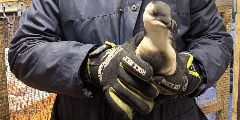 bird in man's hands