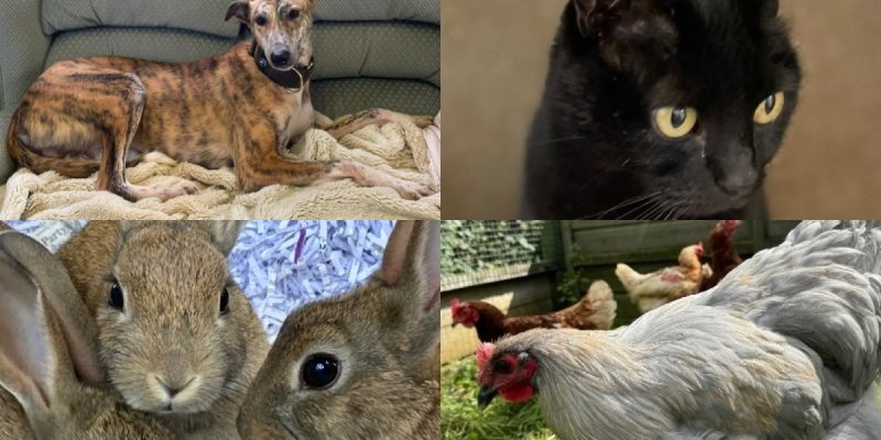 Rufus (top left) Missy (top right) Poppy, Primrose and Pumpkin (bottom left) Izzy and Girls (bottom right) Images: Margaret Green Animal Rescue