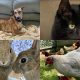 Rufus (top left) Missy (top right) Poppy, Primrose and Pumpkin (bottom left) Izzy and Girls (bottom right) Images: Margaret Green Animal Rescue