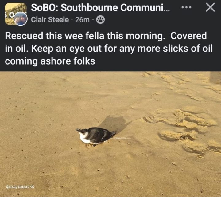 Henry was spotted by a member of the public who shared their concern on Facebook group "Southbourne Community Group" (SoBO)