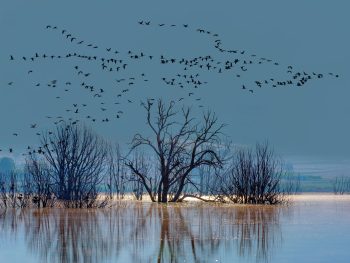 Photo of birds flocking