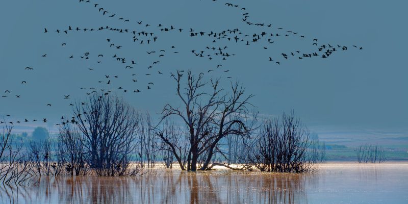 Photo of birds flocking