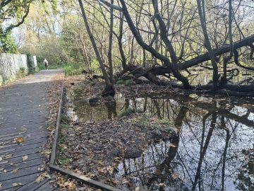 Raw sewage flows under this commonly used path, on its way to the river Avon.