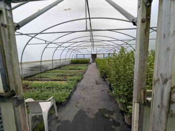 Some of the plants in the garden centre polytunnel.
